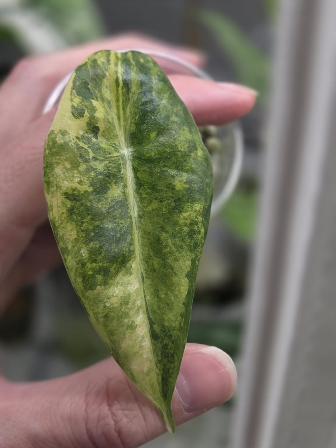 Alocasia Longiloba Aurea Variegated Starter Plant Etsy alocasia-longiloba-aurea-variegated-starter-plant-etsy