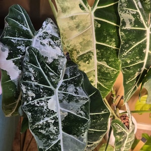 Alocasia 5 CORM Bundle!! Albo Frydek, Pink Dragon Aurea,  Scalprum,  Silver Dragon,  and Dragons Breath