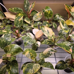 May include: A collection of potted plants with variegated green, yellow, and cream-colored leaves. The plants have a mix of colors and patterns, with some leaves showing pink and red hues. The plants are in clear plastic pots, and the overall scene is well-lit.