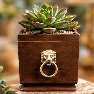 May include: A square, dark brown wooden planter box with a brass lion's head ring pull. The planter holds a green succulent plant with reddish tips, and small pebbles. The box is a decorative container for indoor or outdoor plants.