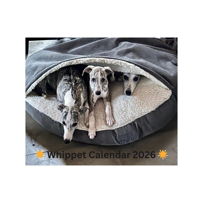 Finocam - Wandkalender 2022 2023 Fotos 16 Maanden Weergave September 2022 - December 2023  16 Maanden Weergave September 2022   December 2023 (16 Maanden) Cats Spaans