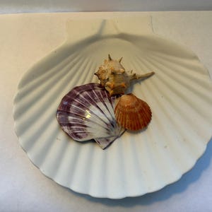 May include: A white, scallop-shaped dish holds three seashells. A large, purple-and-white shell is next to a small, orange shell. A spiky, tan shell sits above them. The dish has a ridged texture.