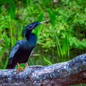 Peut inclure: Un anhinga bleu foncé avec des marques blanches sur les ailes et des pieds jaunes est perché sur une bûche patinée. L'oiseau a un long bec fin et se détache sur un fond de feuillage vert luxuriant.