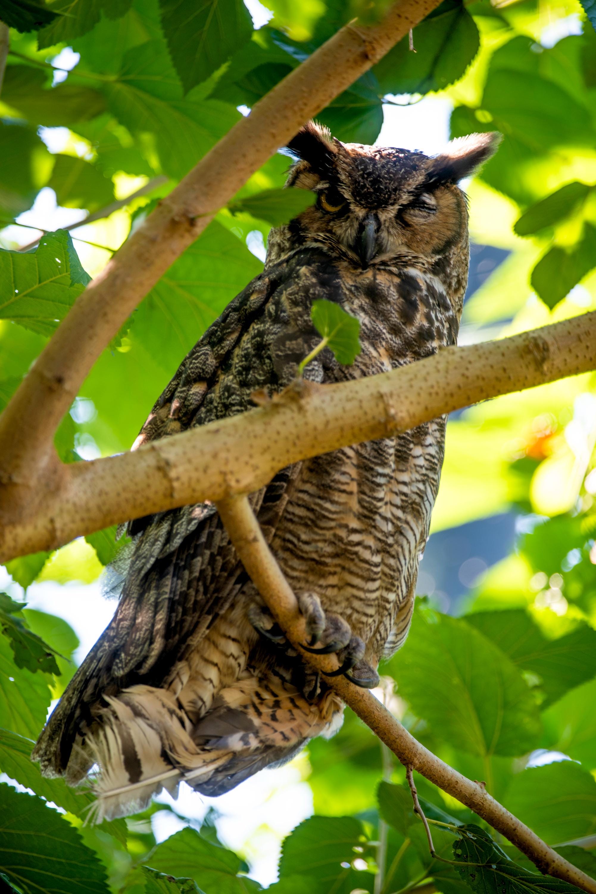 Owl Sitting on the Tree | Digital FIle JPG | High Resolution Photography