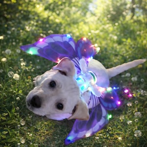 May include: A light-colored puppy wearing a purple and white butterfly costume with colorful LED lights. The puppy is lying in a grassy area with dandelions, looking up at the camera.