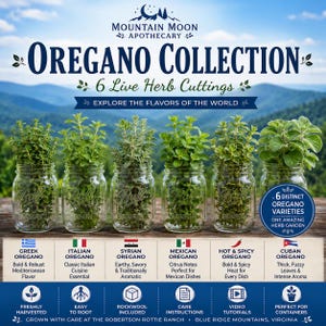 May include: Six clear glass mason jars containing live oregano herb cuttings, labeled as the Mountain Moon Apothecary Oregano Collection. The text lists six varieties: Greek, Italian, Syrian, Mexican, Hot & Spicy, and Cuban oregano.