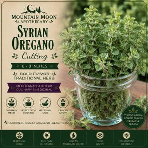 May include: A clear glass jar containing a fresh Syrian Oregano cutting with green leaves. The text reads Mountain Moon Apothecary, Syrian Oregano, 6-8 inches, bold flavor, traditional herb, culinary and medicinal, and various plant care icons.
