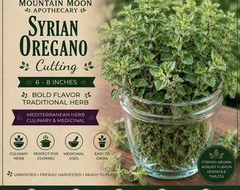 Syrian Oregano Cutting | Live Oregano Plant | Origanum syriacum | Culinary Herb | Kitchen Garden Starter | Rooting Cutting