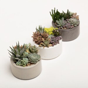 Concrete Planter, Succulent Planter, Concrete, Planter, Concrete Bowl, Catch All Bowl, 3 colors to choose image 3