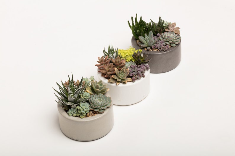 Concrete Planter, Succulent Planter, Concrete, Planter, Concrete Bowl, Catch All Bowl, 3 colors to choose image 3