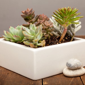 Square Concrete Planter, Succulent Planter, Planter, Concrete, Outdoor Planter, Indoor Planter, 3 colors to choose image 1