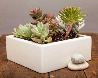 Square Concrete Planter, Succulent Planter, Planter, Concrete, Outdoor Planter, Indoor Planter,  3 colors to choose