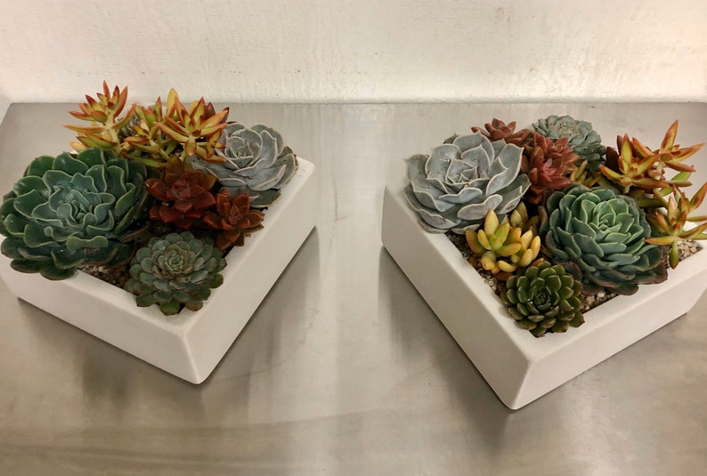 Square Concrete Planter, Succulent Planter, Planter, Concrete, Outdoor Planter, Indoor Planter, 3 colors to choose image 4