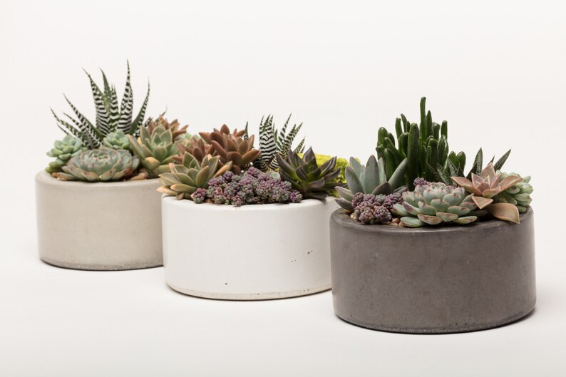 Concrete Planter, Succulent Planter, Concrete, Planter, Concrete Bowl, Catch All Bowl, 3 colors to choose image 2