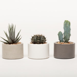 May include: Three small potted succulents in different colored pots. The succulents are a zebra plant, a cactus, and a green cactus. The pots are gray, white, and brown.