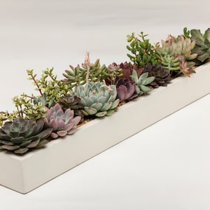 Concrete Planter, Succulent Planter, FREE SHIPPING, Planter, Concrete, 3 colors to choose. White, Natural, Carbon