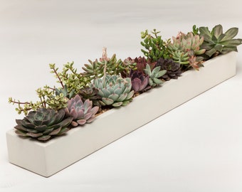 Concrete Planter, Succulent Planter, FREE SHIPPING, Planter, Concrete, 3 colors to choose. White, Natural, Carbon