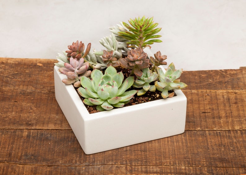 Square Concrete Planter, Succulent Planter, Planter, Concrete, Outdoor Planter, Indoor Planter, 3 colors to choose image 2