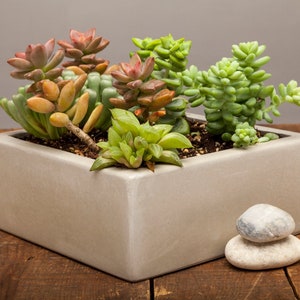 Square Concrete Planter, Succulent Planter, Planter, Concrete, Outdoor Planter, Indoor Planter, 3 colors to choose image 3