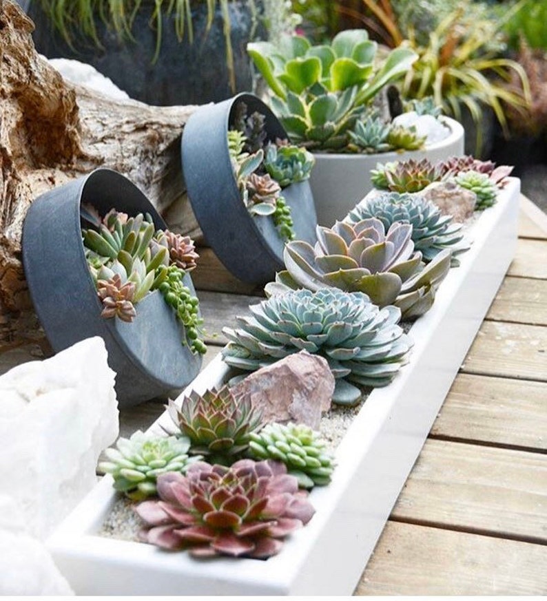 Concrete Planter Succulent Planter FREE SHIPPING Planter Etsy