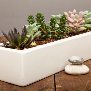 May include: A white rectangular planter filled with a variety of succulents, including green, pink, and purple varieties. The planter is sitting on a wooden surface.