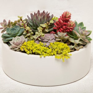 May include: A white ceramic planter filled with a variety of succulents, including green, red, and purple varieties. The planter is round and has a smooth, white finish.