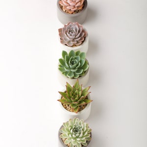 Concrete planter, Succulent pots, Concrete pots, Indoor/Outdoor concrete container, with or without drainage 1ea. 3 colors to choose image 8