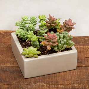 Square Concrete Planter, Succulent Planter, Planter, Concrete, Outdoor Planter, Indoor Planter, 3 colors to choose image 5