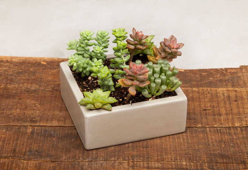 Square Concrete Planter, Succulent Planter, Planter, Concrete, Outdoor Planter, Indoor Planter, 3 colors to choose image 5