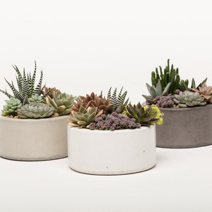 Concrete Planter, Succulent Planter, Concrete, Planter, Concrete Bowl, Catch All Bowl, 3 colors to choose image 5