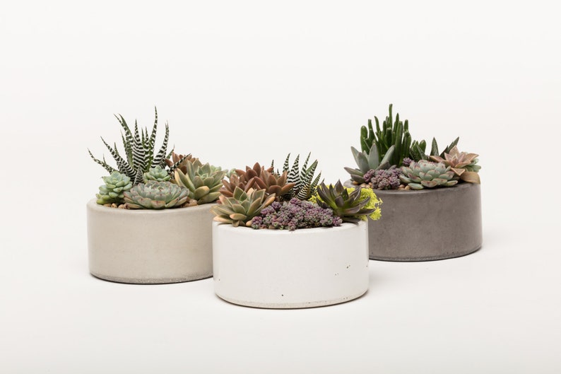 Concrete Planter, Succulent Planter, Concrete, Planter, Concrete Bowl, Catch All Bowl, 3 colors to choose image 5