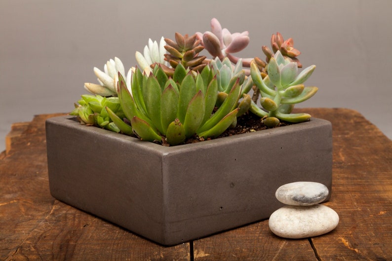 Square Concrete Planter, Succulent Planter, Planter, Concrete, Outdoor Planter, Indoor Planter, 3 colors to choose image 6