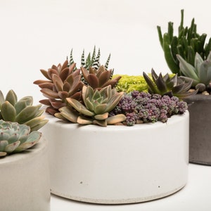Concrete Planter, Succulent Planter, FREE SHIPPING, Concrete, Planter, Concrete Bowl, Catch All Bowl, 3 colors to choose