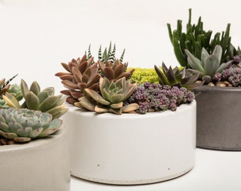 Concrete Planter, Succulent Planter, Concrete, Planter, Concrete Bowl, Catch All Bowl, 3 colors to choose