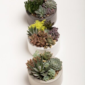 Concrete Planter, Succulent Planter, Concrete, Planter, Concrete Bowl, Catch All Bowl, 3 colors to choose image 4