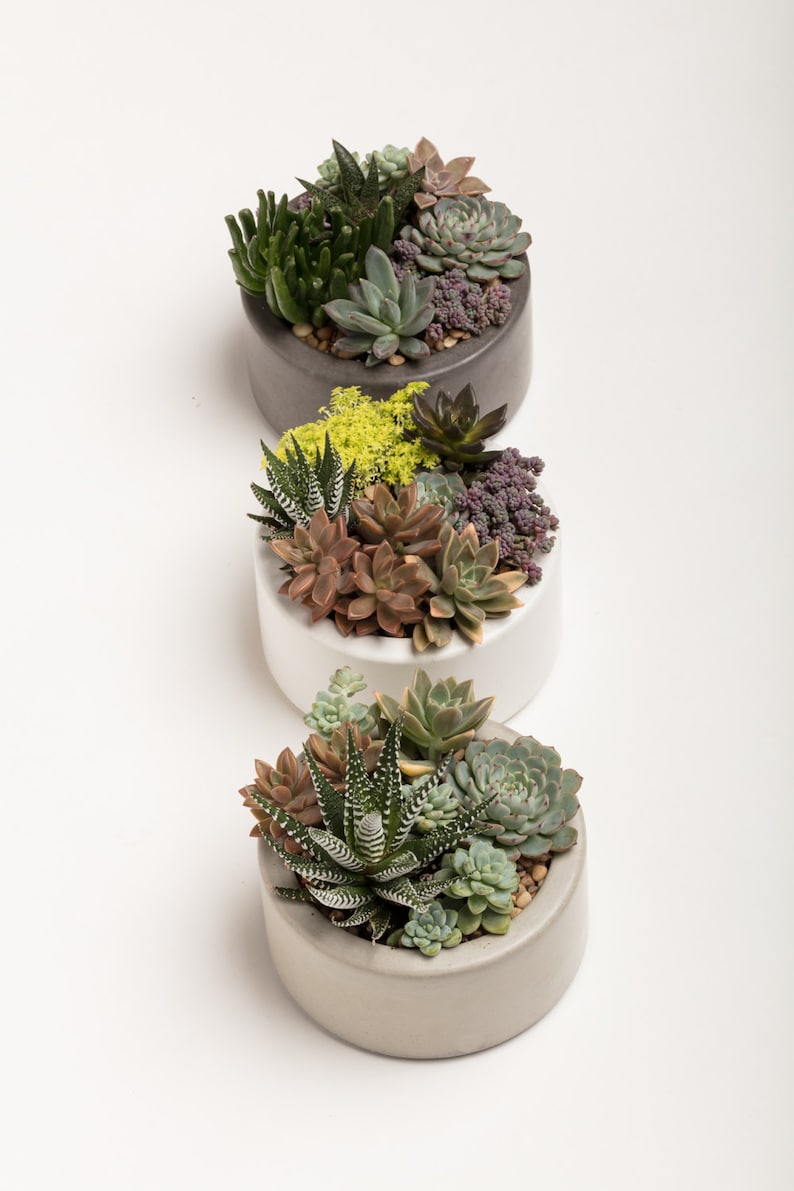 Concrete Planter, Succulent Planter, Concrete, Planter, Concrete Bowl, Catch All Bowl, 3 colors to choose image 4