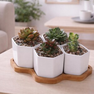Peut inclure: Composition de cinq petites plantes succulentes dans des pots hexagonaux blancs en céramique, remplis de petits cailloux. Les pots sont disposés sur un plateau en bois, présentant diverses plantes succulentes vertes et brun-rouge.