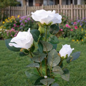 May include: A close-up of a white rose plant with three large, open blooms and a bud. The petals are a bright white, and the leaves are a deep green. The plant is in a garden setting with a wooden fence and colourful flowers in the background.