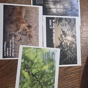 May include: Four rectangular cards with nature and inspirational themes. One card features a lioness, another a forest scene, and two others display botanical images. Each card has a Bible verse printed on it.