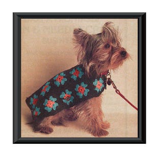 Op de afbeelding: Een kleine, bruine en witte hond die een blauwe en rode gebreide trui draagt met bloemmotieven. De hond draagt een rode riem.