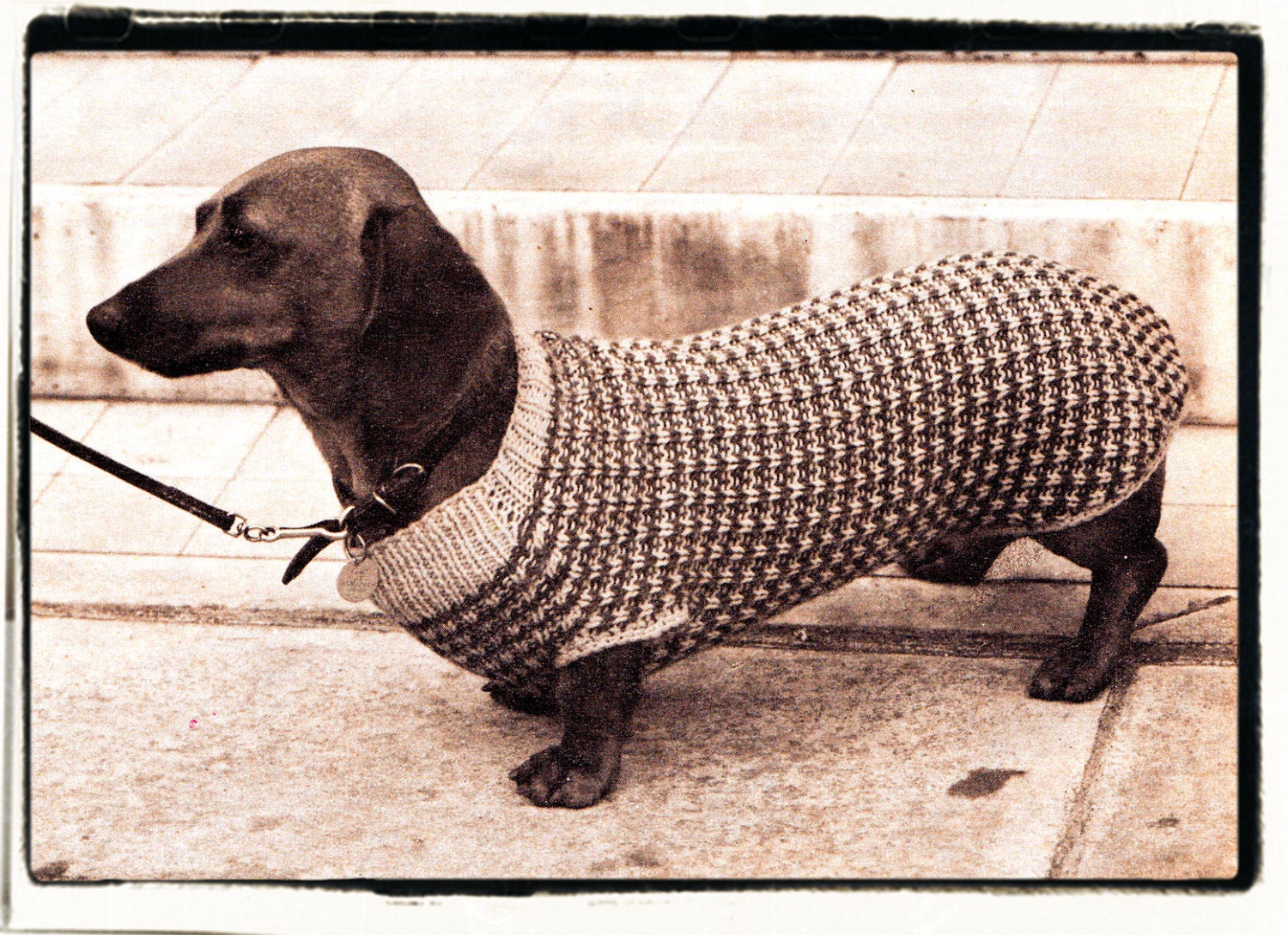 Dachshund Dog Coat Sewing Pattern Paper Version ubicaciondepersonas