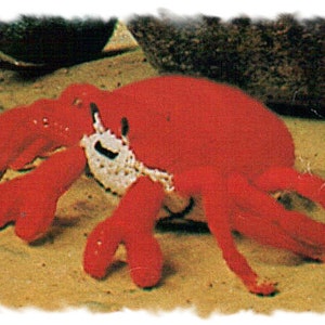 Instant Download PDF Knitting Pattern to make a Crazy Crab Sea Creature Baby First Clutch Toy Nursery Seaside Beach Theme 8 Ply DK Yarn