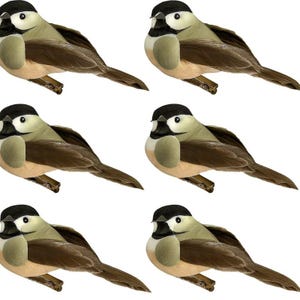May include: Six detailed illustrations of a small bird with a black head, white cheeks, and a tan body. The bird's wings and tail are brown. The birds are arranged in two rows of three on a white background.