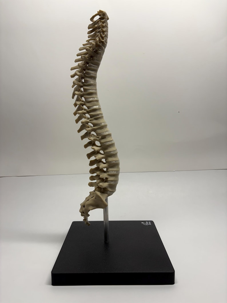 15-inch 3D Printed Human Spine Model — Normal Anatomy Educational ...
