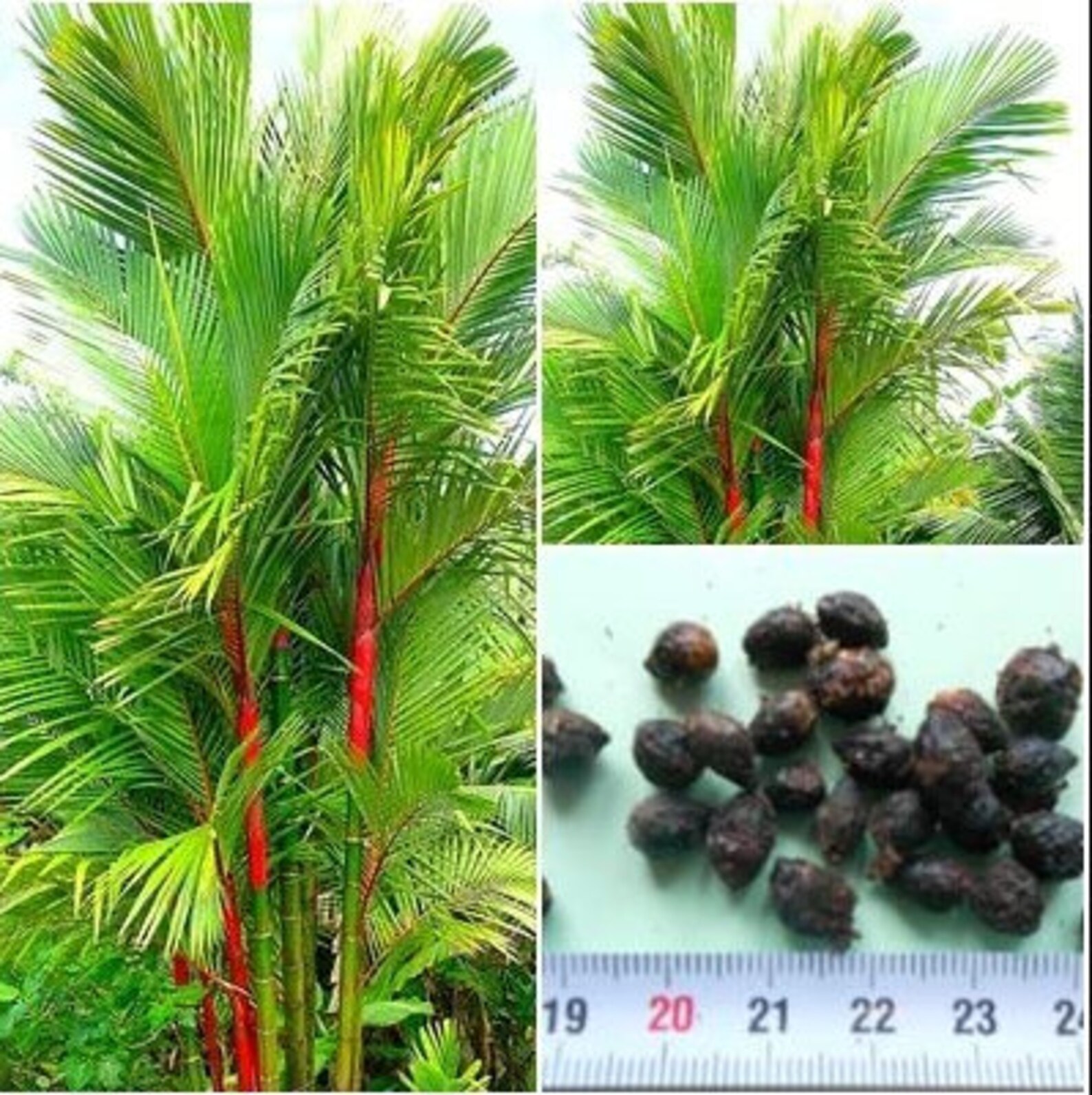 20 Lipstick Palm Seeds Red Bamboo Palm Red Palm Etsy