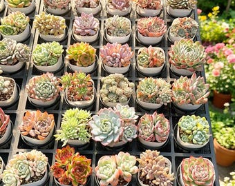 Kit di succulente rare e miste, 12/24/100 - Opzioni di confezione, 0,5-1,5", Piante succulente vive importate, Regali, Succulente a rosetta