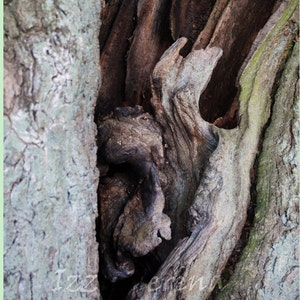 Old Tree, Fine Art Photography Print, Wood, Grey Bark (Gnarled and Sculptural Tree Trunk Detail),  Rustic Home Decor, Wall Art, Photo Prints
