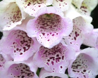 Pink Foxgloves, Fine Art Photography Print, Nature Photography, "After The Rain", Pink, White Green, Flower Decor,Spring Home Decor,Wall Art