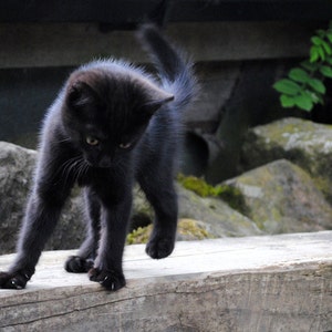 Black Kitten Photo, Cat Photography Print, Lucky Black Cat, Good Luck Charm, Playful Kitten,Unique Home Decor, Wall Art, Photo Prints, Gifts