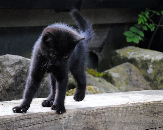 Black Kitten Photo, Cat Photography Print, Lucky Black Cat, Good